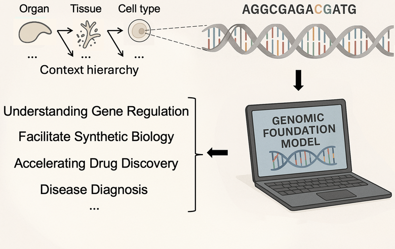 Genomic Foundation Models | Liu Lab