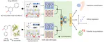 DeepDrug: A general graph-based deep learning framework for drug-drug interactions and drug-target interactions prediction