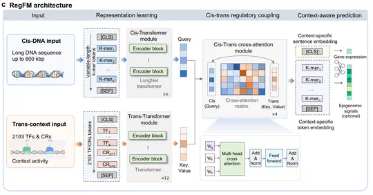 RegFM: an interpretable context-aware foundation model for human transcriptional regulation